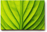Sinus Art Wandbild 120x80cm Die symmetrische Blattstruktur bringt Ordnung, Frische und natürliche Ruhe in den Raum
