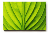 Sinus Art Wandbild 120x80cm Die symmetrische Blattstruktur bringt Ordnung, Frische und natürliche Ruhe in den Raum