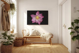 Sinus Art Wandbild 120x80cm Die rosa Blütenblätter vor schwarzem Hintergrund wirken edel, klar und meditativ