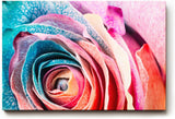Sinus Art Wandbild 120x80cm Intensive Nahaufnahme einer vielfarbigen Rose mit einzigartiger Blattstruktur