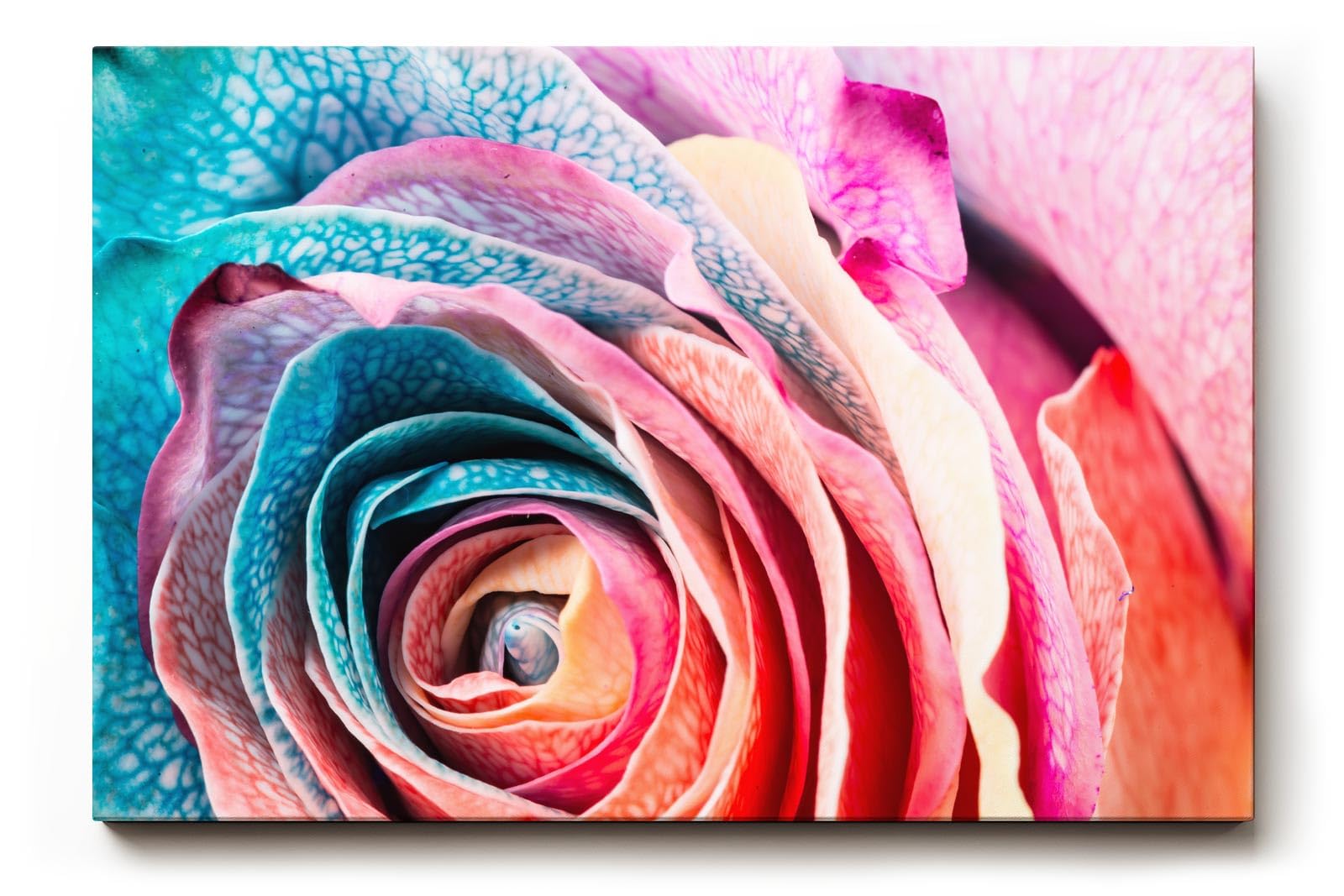 Sinus Art Wandbild 120x80cm Intensive Nahaufnahme einer vielfarbigen Rose mit einzigartiger Blattstruktur