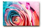 Sinus Art Wandbild 120x80cm Intensive Nahaufnahme einer vielfarbigen Rose mit einzigartiger Blattstruktur