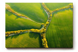 Sinus Art Wandbild 120x80cm Atemberaubende Luftaufnahme mit geometrisch verlaufenden Baumreihen auf sattem Grün