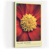 Paul Sinus Kunstdruck 40x60cm Flame Bloom – Sommerliche Blütenkraft in Nahaufnahme