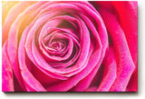 Sinus Art Wandbild 120x80cm Nahaufnahme einer geöffneten Rose mit weichen Übergängen und natürlicher Symmetrie