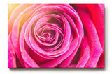 Sinus Art Wandbild 120x80cm Nahaufnahme einer geöffneten Rose mit weichen Übergängen und natürlicher Symmetrie