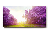 Sinus Art Wandbild 120x80cm Zauberhafte Lavendellandschaft mit Lichtspiel und blühenden Büschen