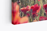 Paul Sinus Wandbild 120x80cm Wildblumen Feldblumen rote Blüten Sommer Sonnenschein