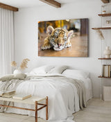 Paul Sinus Wandbild 120x80cm Kleiner Tiger Babytiger Katze Katzenbaby Flauschig