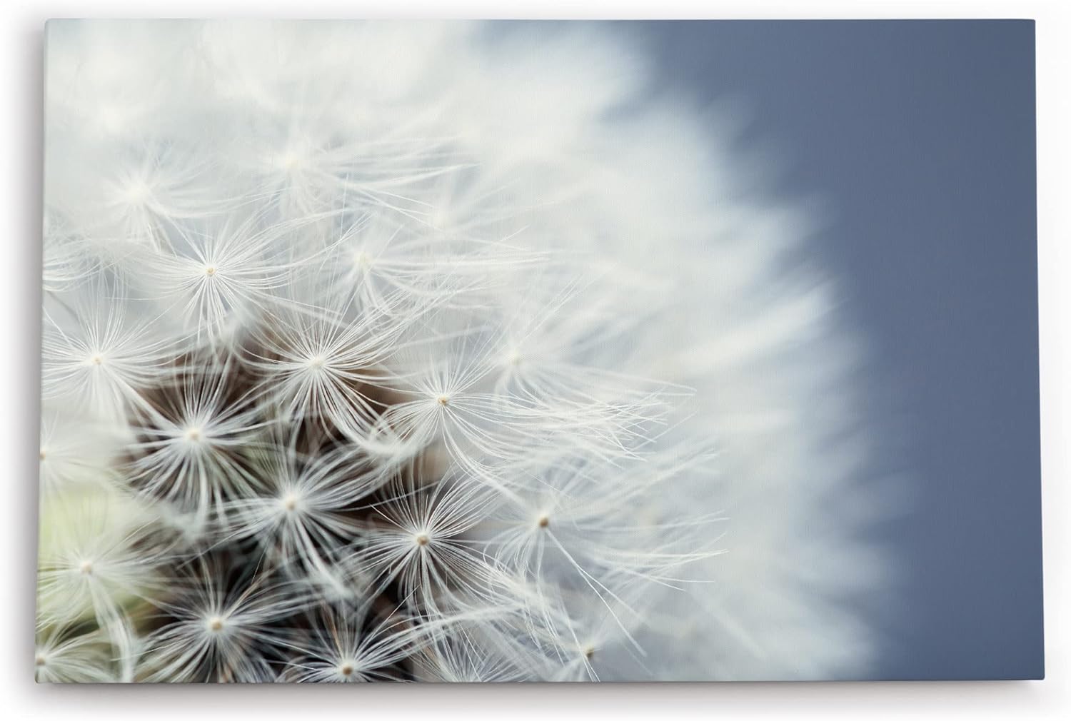 Paul Sinus Wandbild 120x80cm Nahaufnahme Pusteblume Fotokunst Weiß Löwenzahn