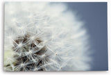 Paul Sinus Wandbild 120x80cm Nahaufnahme Pusteblume Fotokunst Weiß Löwenzahn