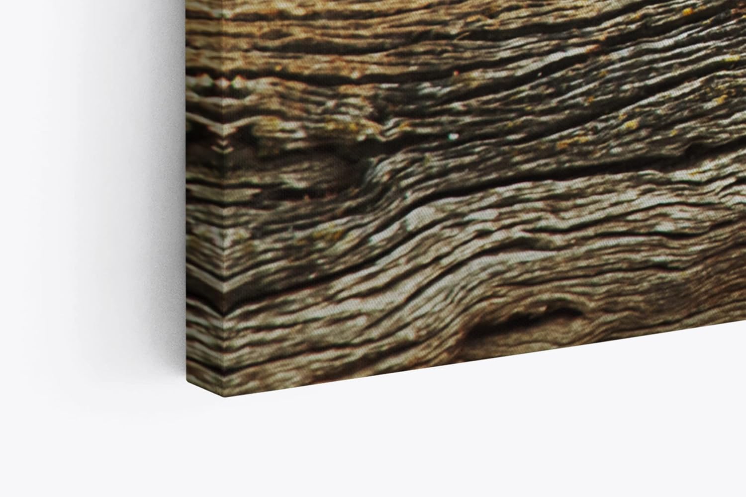 Paul Sinus Wandbild 120x80cm Leopard Wildnis Afrika Raubkatze Baum