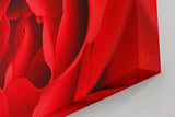 Sinus Art Wandbild 120x80cm Detailreiche Nahaufnahme einer geöffneten roten Rose mit sanft geschwungenen Blütenblättern