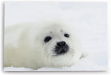 Paul Sinus Wandbild 120x80cm Weiße Robbe Robbenbaby Schnee Tierfotografie