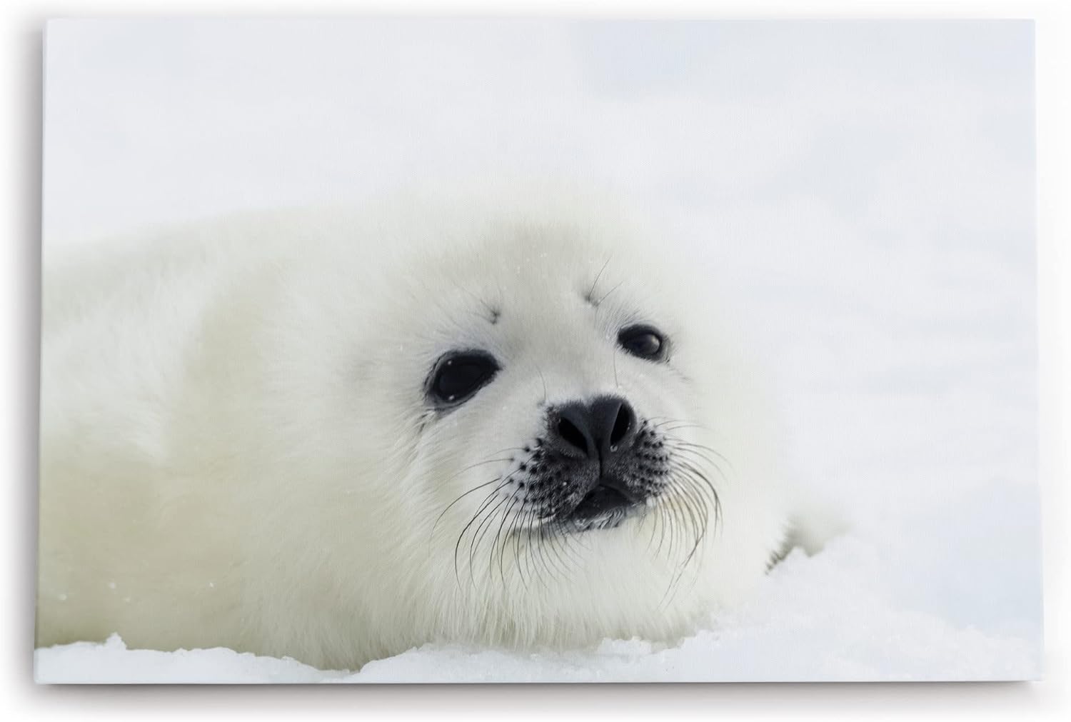Paul Sinus Wandbild 120x80cm Weiße Robbe Robbenbaby Schnee Tierfotografie