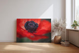 Sinus Art Wandbild 120x80cm Starke Nahaufnahme einer offenen roten Mohnblüte mit Fokus auf das tiefschwarze Zentrum