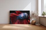 Sinus Art Wandbild 120x80cm Makroaufnahme eines Kampffischs mit leuchtend roter Flosse und glänzenden Schuppen