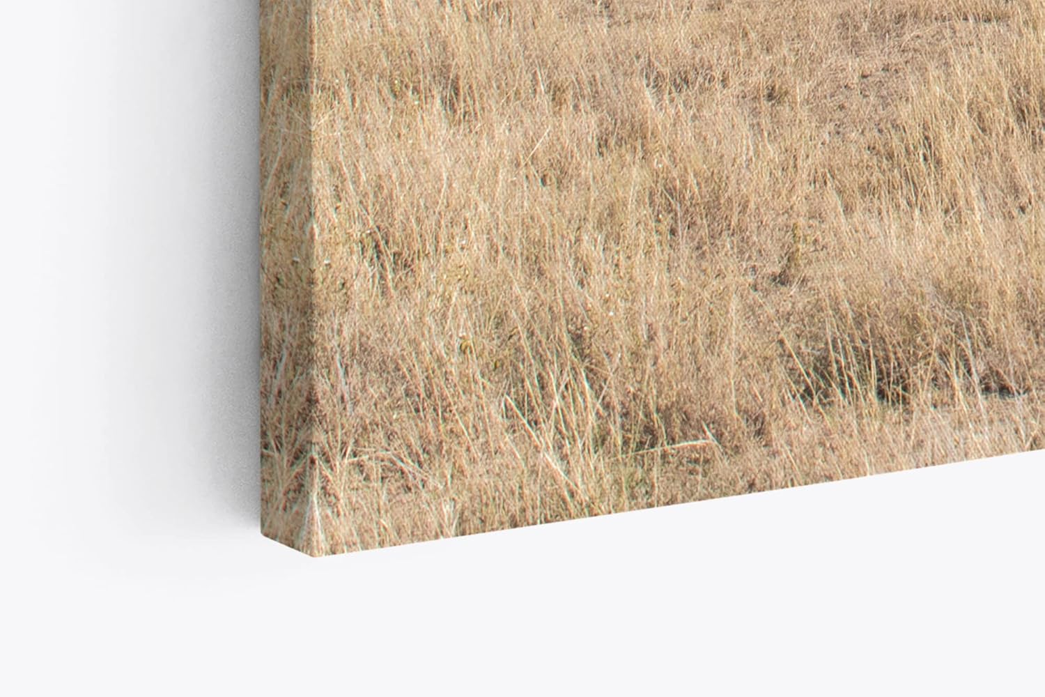 Paul Sinus Wandbild 120x80cm Afrikanische Landschaft Burkea Africana Bäume Steppe