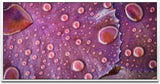 Wassertropfen auf einem Blatt ca. 130x70cm Wandbild inklusive Schattenfugenrahmen weiss - Panorama Leinwand Bild XXL Format Wandbilder Wohnzimmer Wohnung Deko Kunstdrucke