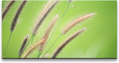 Grashalm ca. 130x70cm Wandbild inklusive Schattenfugenrahmen weiss - Panorama Leinwand Bild XXL Format Wandbilder Wohnzimmer Wohnung Deko Kunstdrucke