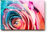 Sinus Art Wandbild 120x80cm Farbexplosive Nahaufnahme einer Rosenblüte mit natürlichen Mustern und Farbverläufen