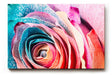 Sinus Art Wandbild 120x80cm Farbexplosive Nahaufnahme einer Rosenblüte mit natürlichen Mustern und Farbverläufen