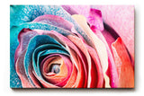 Sinus Art Wandbild 120x80cm Farbexplosive Nahaufnahme einer Rosenblüte mit natürlichen Mustern und Farbverläufen