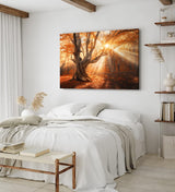 Paul Sinus Wandbild 120x80cm Große Eiche Baum Herbst Herbstblätter Sonnenstrahl Wald
