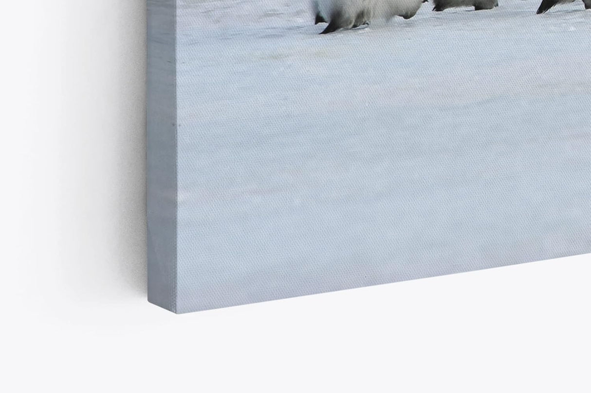 Paul Sinus Wandbild 120x80cm Pinguine Babypinguine Kaiserpinguin Schnee Tierfotografie
