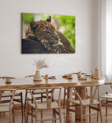 Paul Sinus Wandbild 120x80cm Jaguar Raubkatze Katze Tierfotografie Dschungel