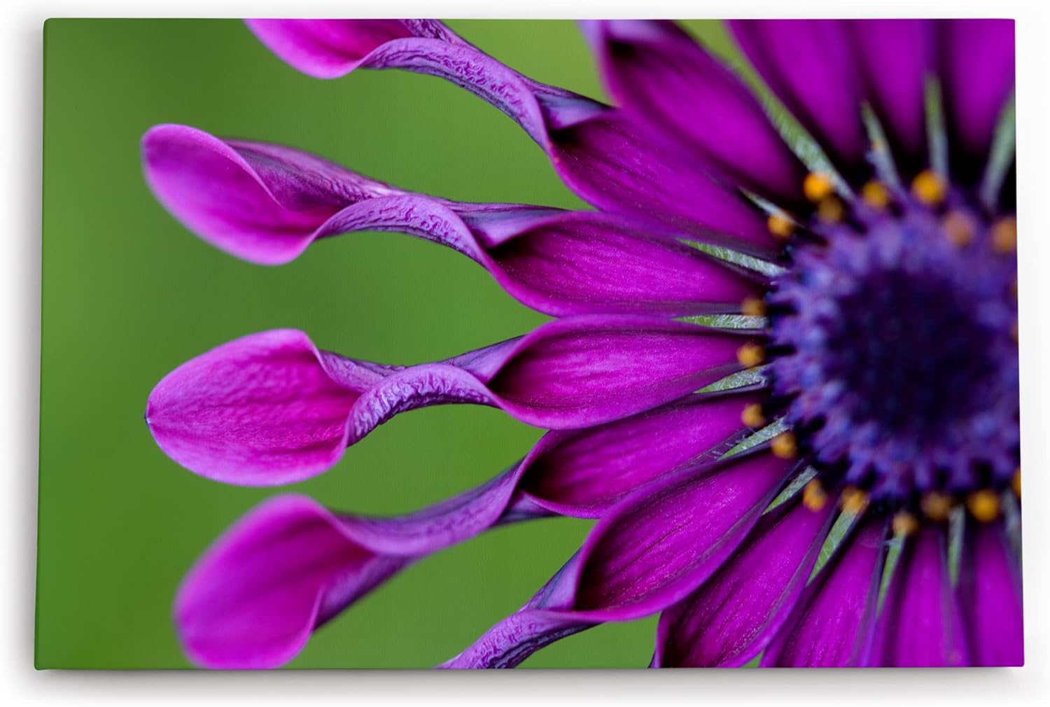 Paul Sinus Wandbild 120x80cm Blume Blüte Violett Kapkörbchen Sommer Nahaufnahme