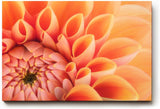 Sinus Art Wandbild 120x80cm Elegante Blütenkomposition in Apricot mit weichen Übergängen und lebendiger Struktur