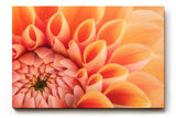 Sinus Art Wandbild 120x80cm Elegante Blütenkomposition in Apricot mit weichen Übergängen und lebendiger Struktur