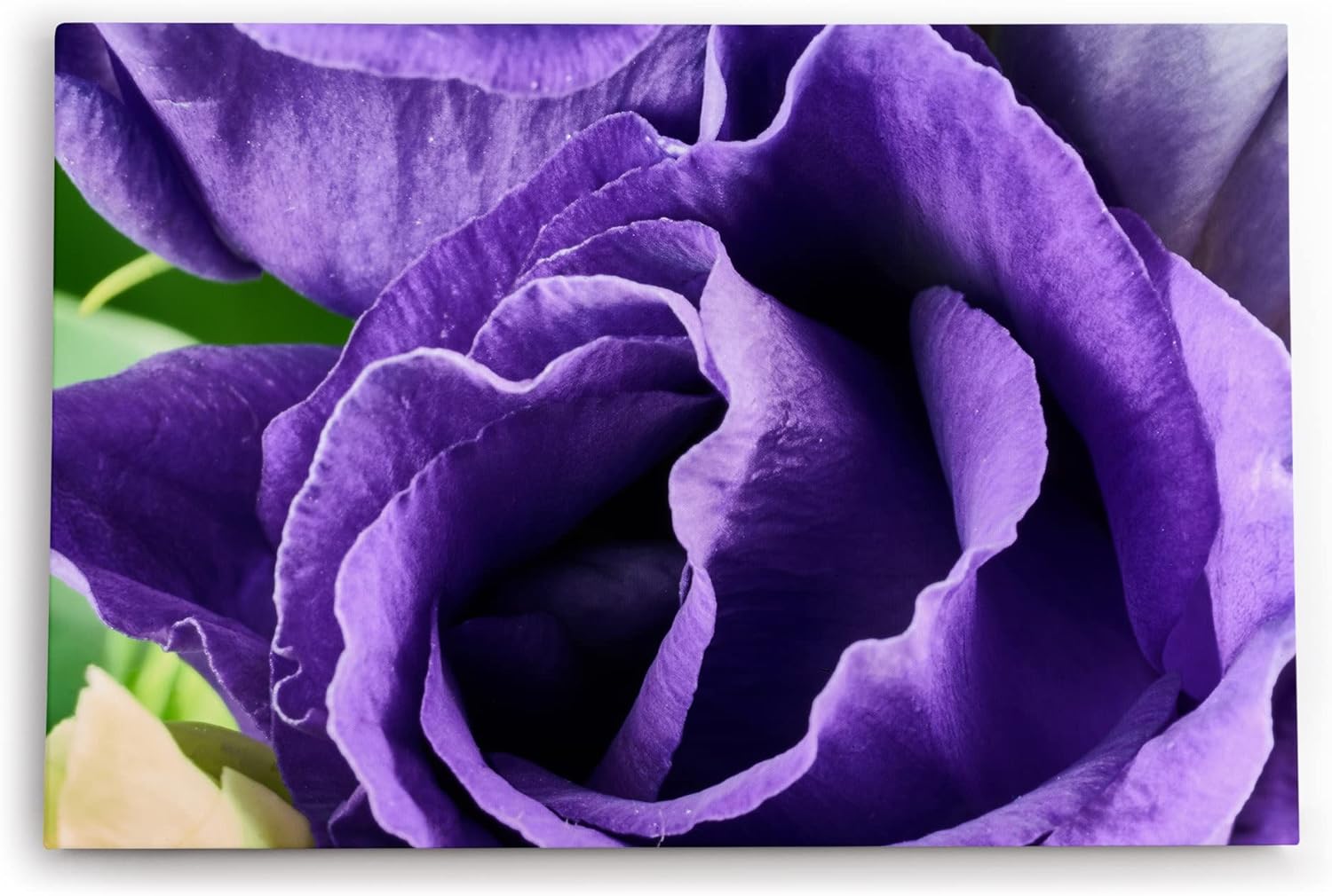 Paul Sinus Wandbild 120x80cm Violette Blume Blüte Nahaufnahme Kunstvoll Dekorativ