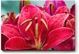 Sinus Art Wandbild 120x80cm Faszinierende Makroaufnahme einer roten Lilie mit feinen Regentropfen