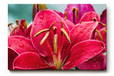 Sinus Art Wandbild 120x80cm Faszinierende Makroaufnahme einer roten Lilie mit feinen Regentropfen