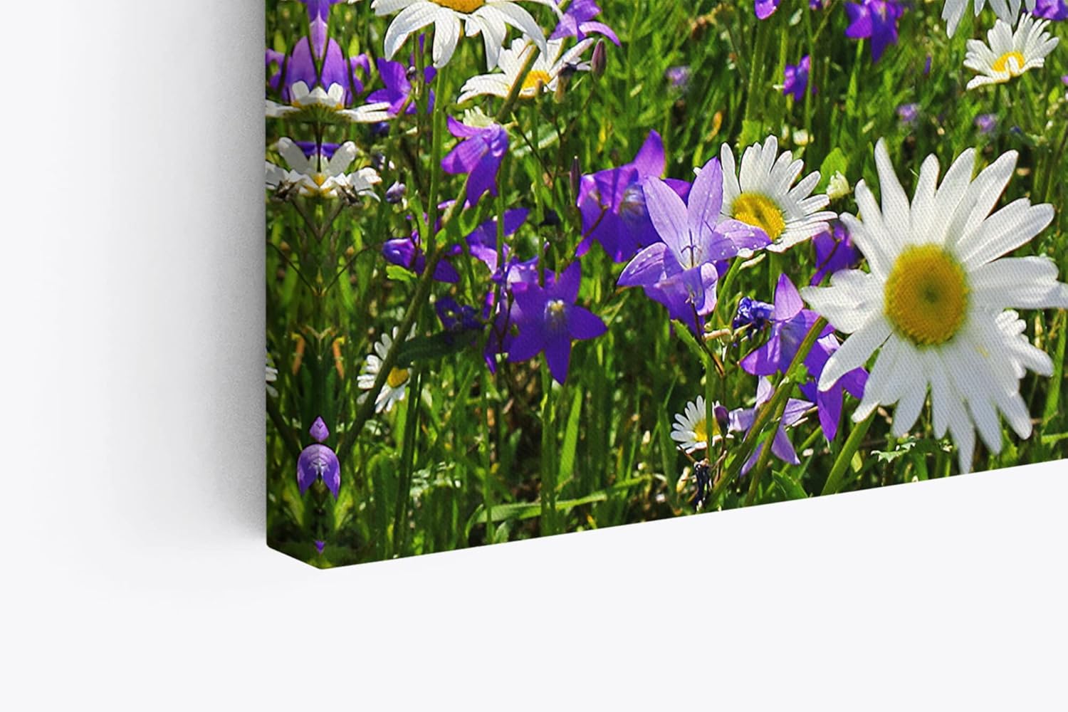 Paul Sinus Wandbild 120x80cm Gänseblümchen Blumenwiese Wiese Sommer Wildblumen