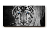 Sinus Art Wandbild 120x80cm Der intensive Blick des Tigers mit leuchtend blauen Augen schafft eine starke Präsenz