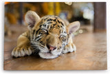 Paul Sinus Wandbild 120x80cm Kleiner Tiger Babytiger Katze Katzenbaby Flauschig