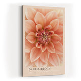 Paul Sinus Kunstdruck 40x60cm Dahlia Bloom Blume Makro Rosa Struktur Natur Pflanze Detail