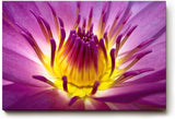 Sinus Art Wandbild 120x80cm Lotusblume in Violett mit leuchtendem Inneren – kraftvoll, symbolisch und beruhigend