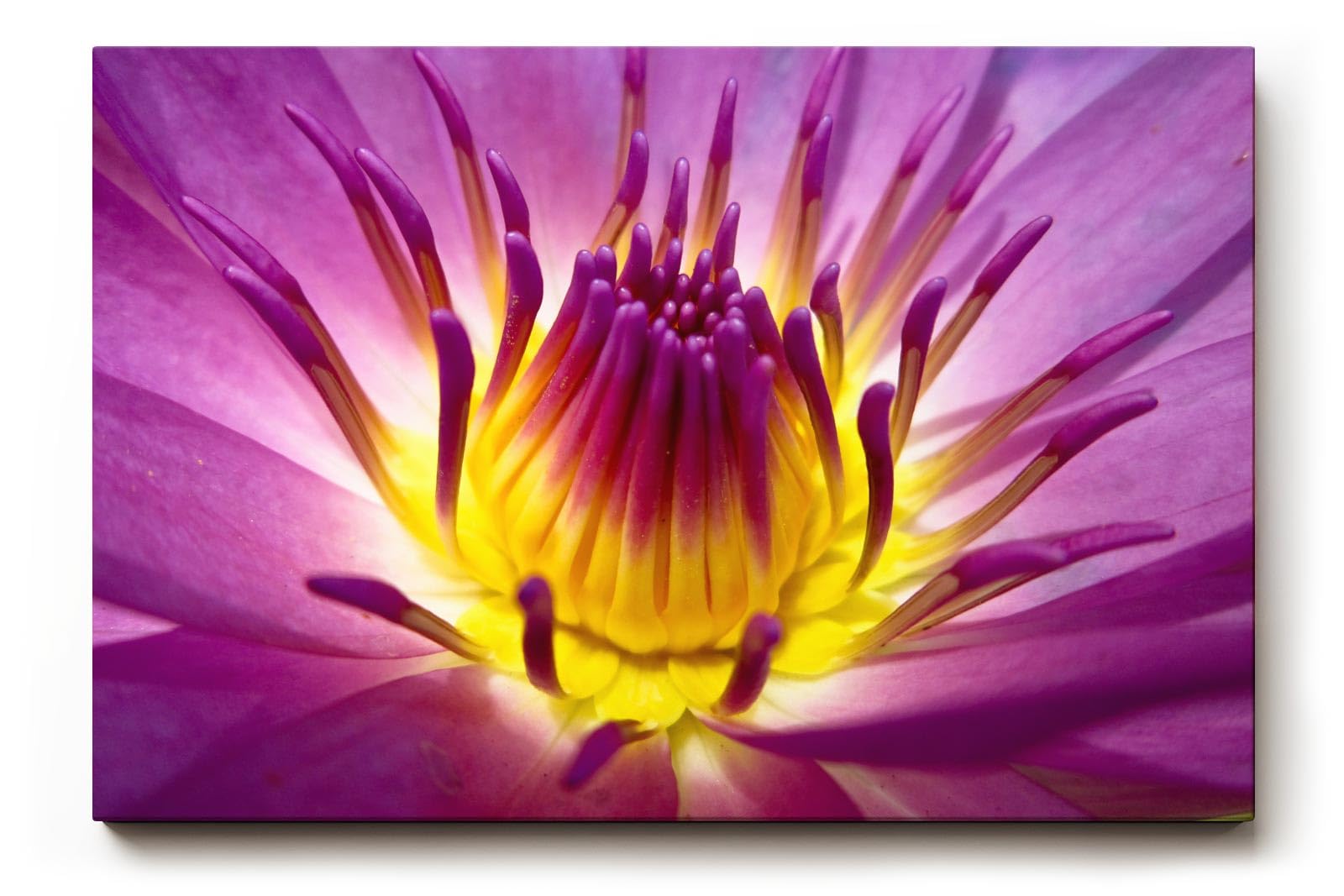 Sinus Art Wandbild 120x80cm Lotusblume in Violett mit leuchtendem Inneren – kraftvoll, symbolisch und beruhigend