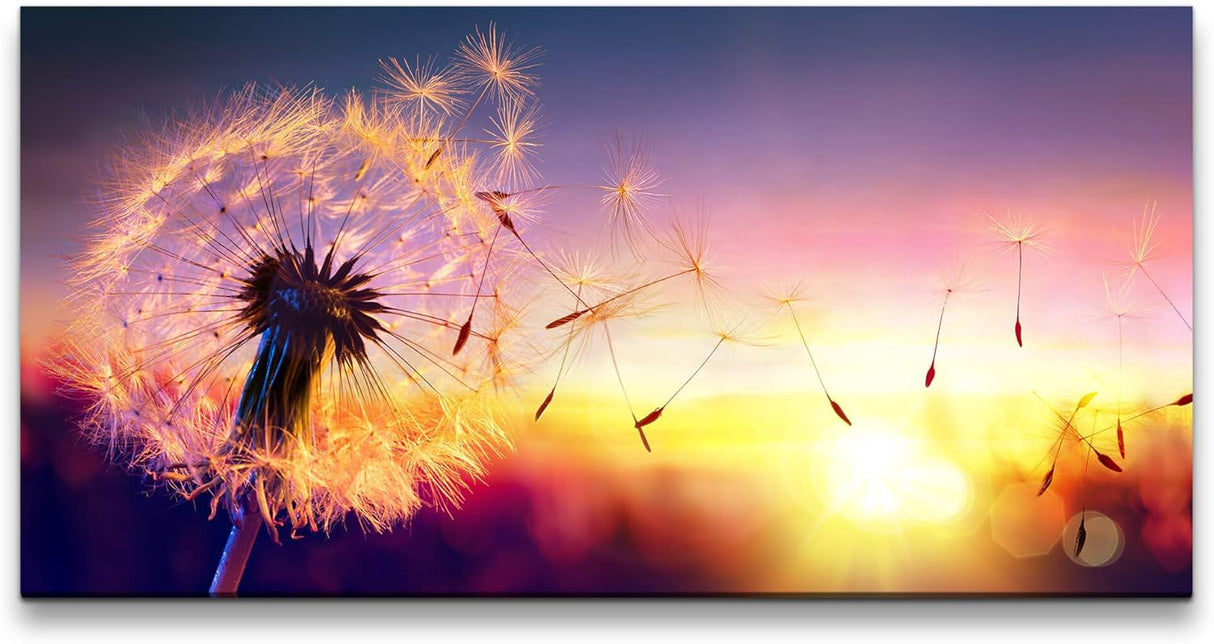 Löwenzahn im Sonnenuntergang ca. 130x70cm Wandbild inklusive Schattenfugenrahmen weiss - Panorama Leinwand Bild XXL Format Wandbilder Wohnzimmer Wohnung Deko Kunstdrucke