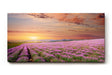 Sinus Art Wandbild 120x80cm Unendliches Lavendelfeld im warmen Licht des Sonnenuntergangs – beruhigend und harmonisch