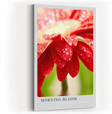 Paul Sinus Kunstdruck 40x60cm Morning Bloom – rote Blüte mit Tautropfen im Morgenlicht in Nahaufnahme