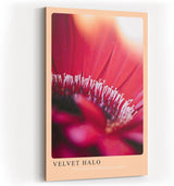 Paul Sinus Kunstdruck 40x60cm Velvet Halo – zartes Blütenmotiv in weichem Licht und samtiger Atmosphäre