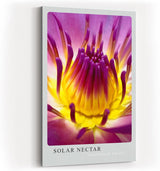Paul Sinus Kunstdruck 40x60cm Blume Makro Gelb Pink Lila Lotus Blüte Solar Nectar