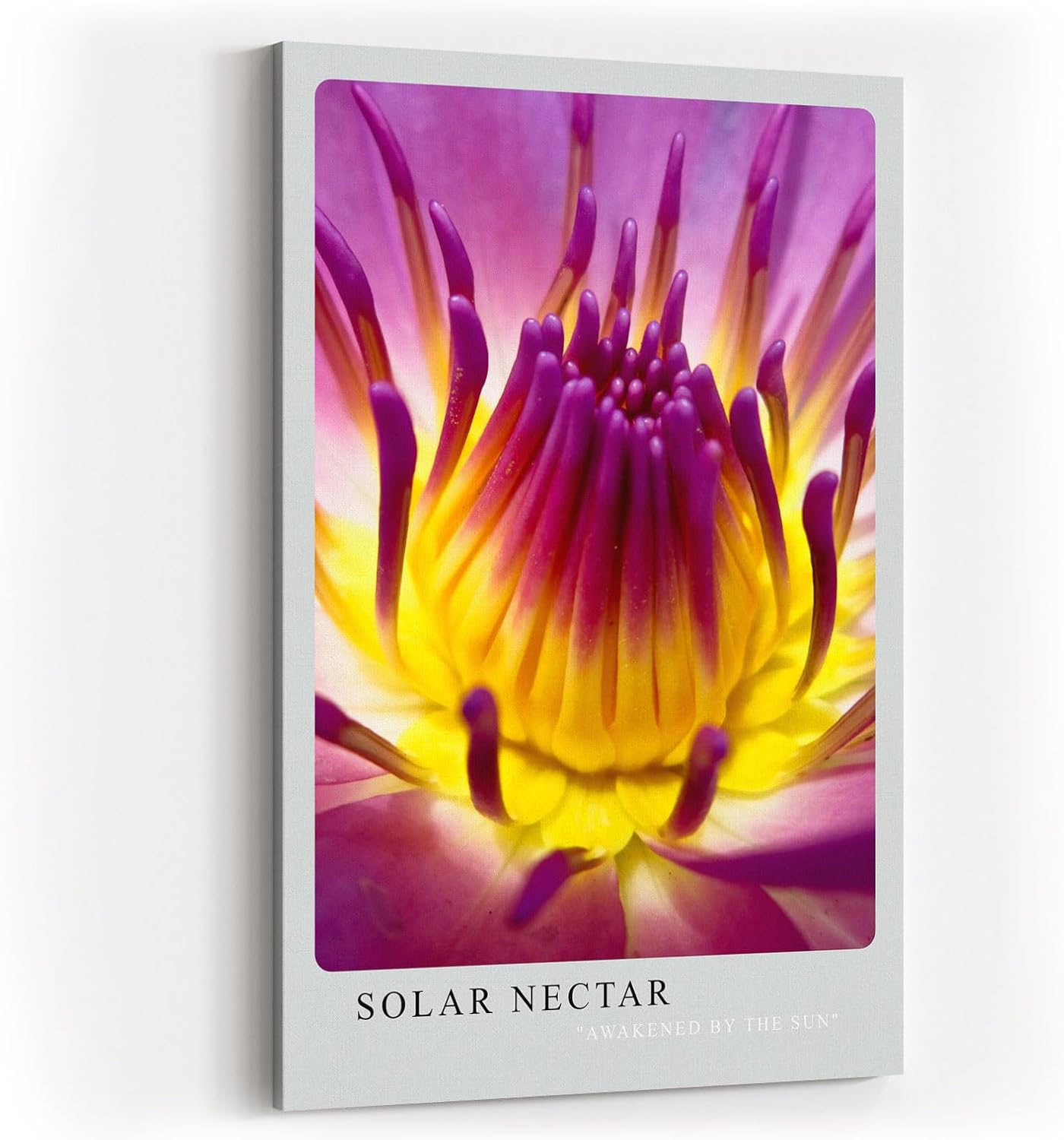 Paul Sinus Kunstdruck 40x60cm Blume Makro Gelb Pink Lila Lotus Blüte Solar Nectar