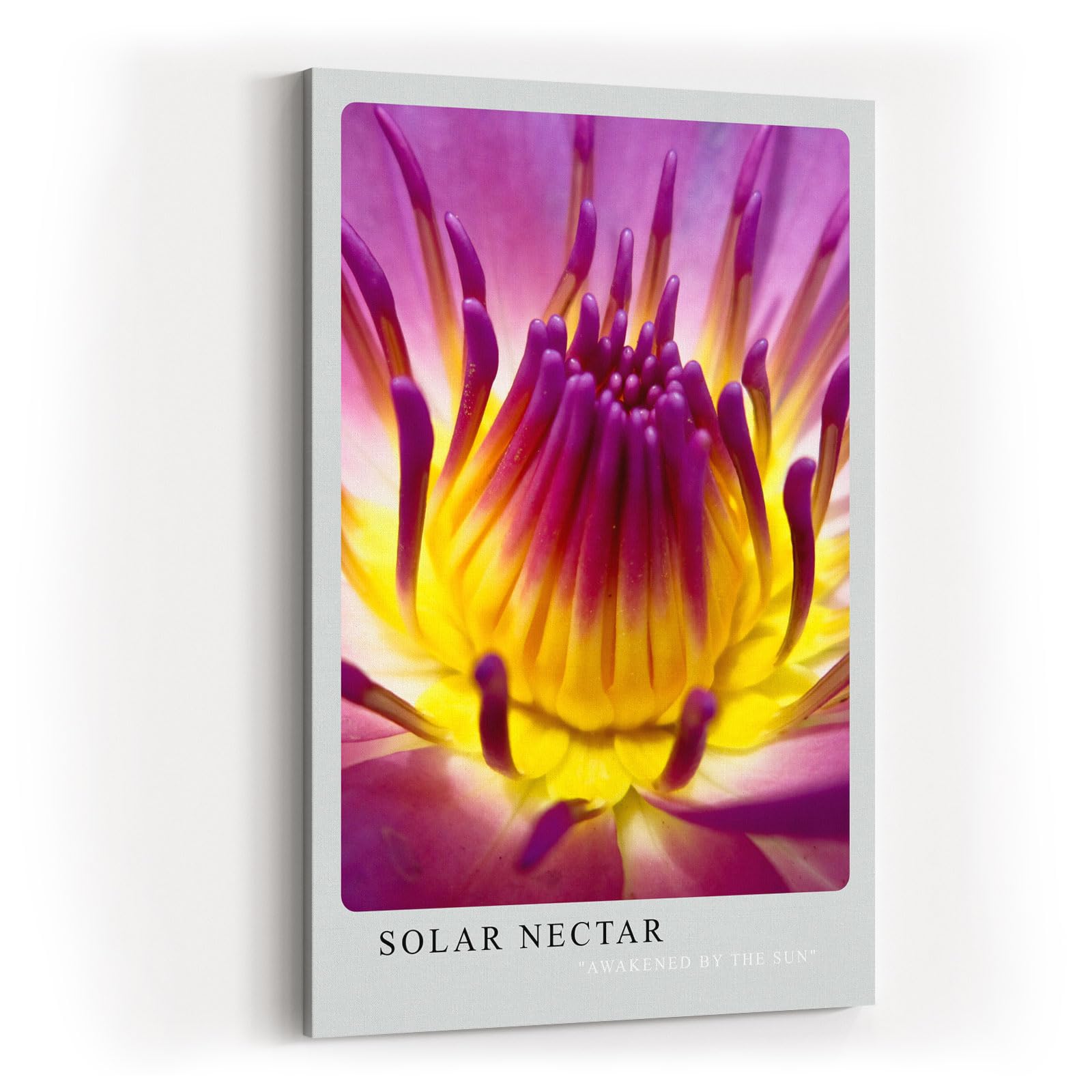 Paul Sinus Kunstdruck 40x60cm Blume Makro Gelb Pink Lila Lotus Blüte Solar Nectar