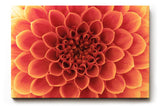 Sinus Art Wandbild 120x80cm Faszinierende Blütenstruktur in perfekter Symmetrie als Symbol für Schönheit und Harmonie